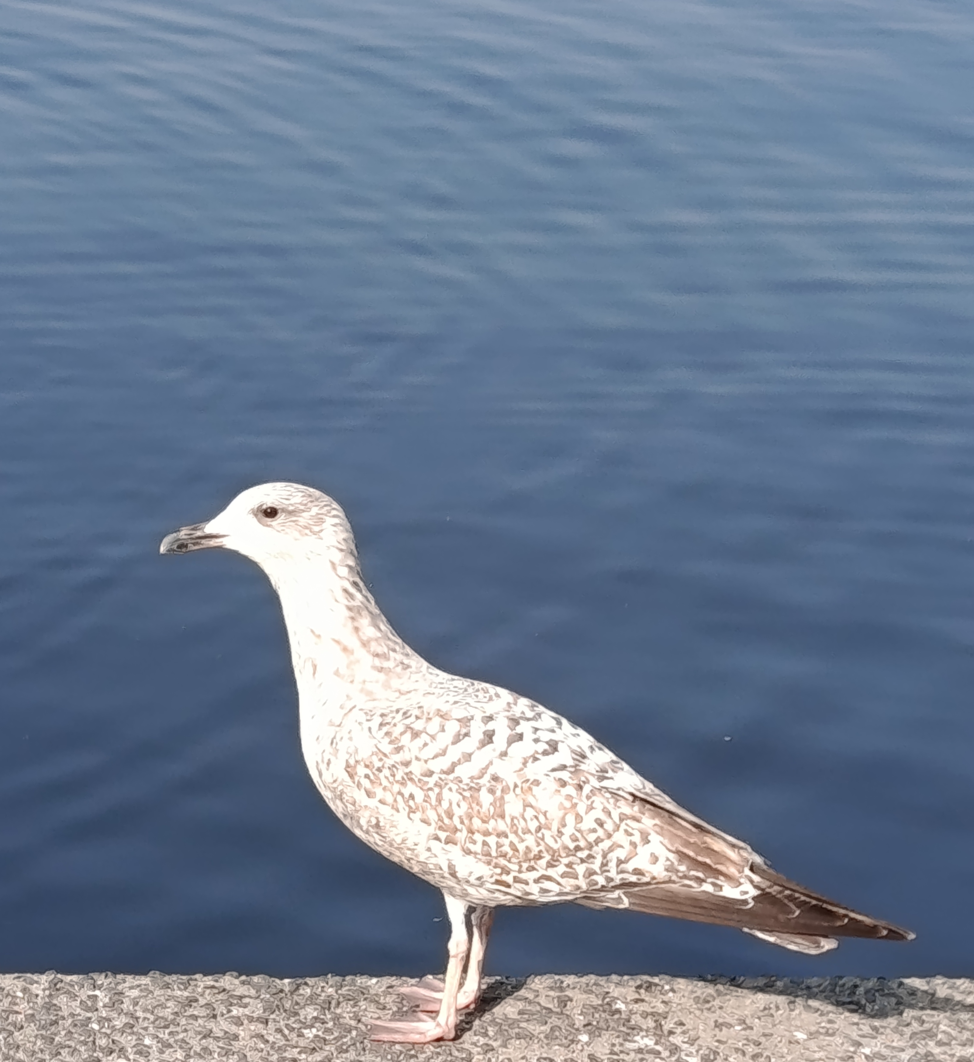 Ich schaue gerne zu.
